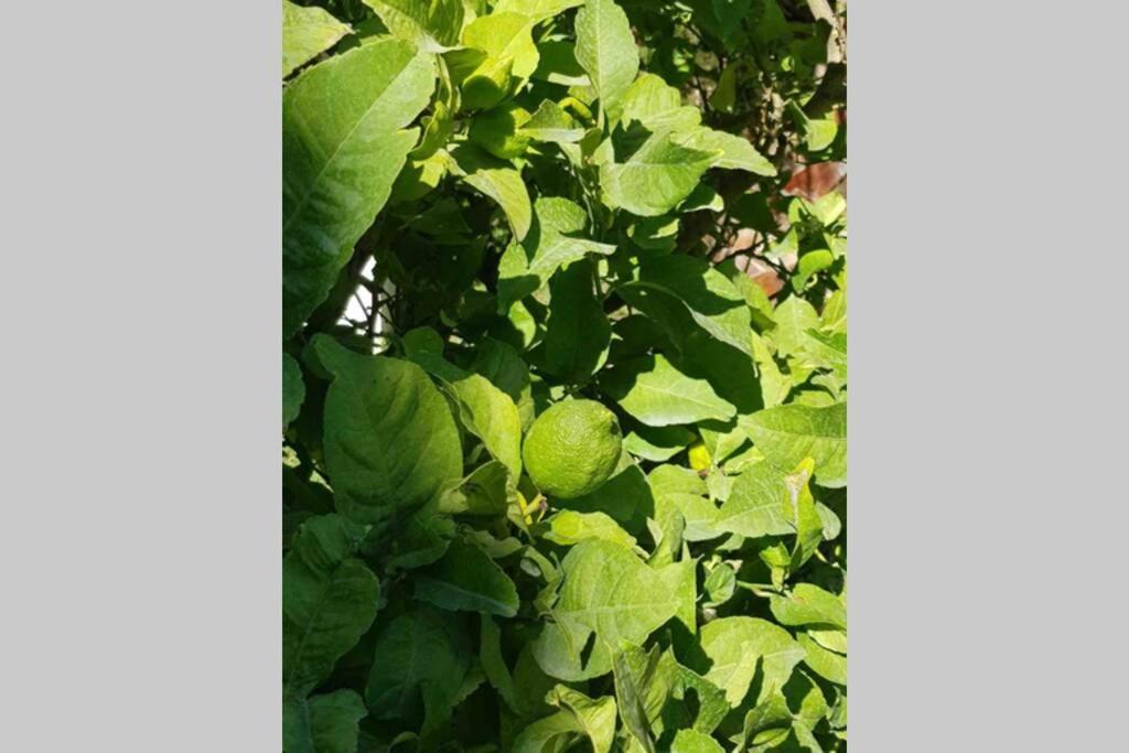 شقة Casa Rustica توريمولينوس المظهر الخارجي الصورة