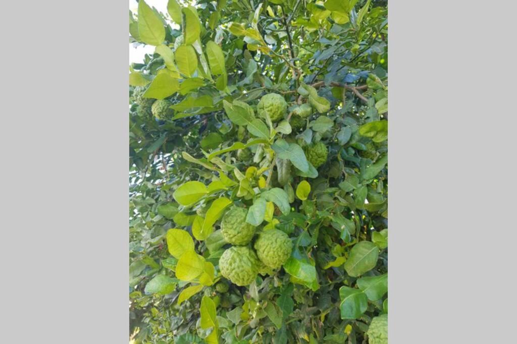 شقة Casa Rustica توريمولينوس المظهر الخارجي الصورة
